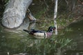 Profile of the Stunning Drake Wood Duck